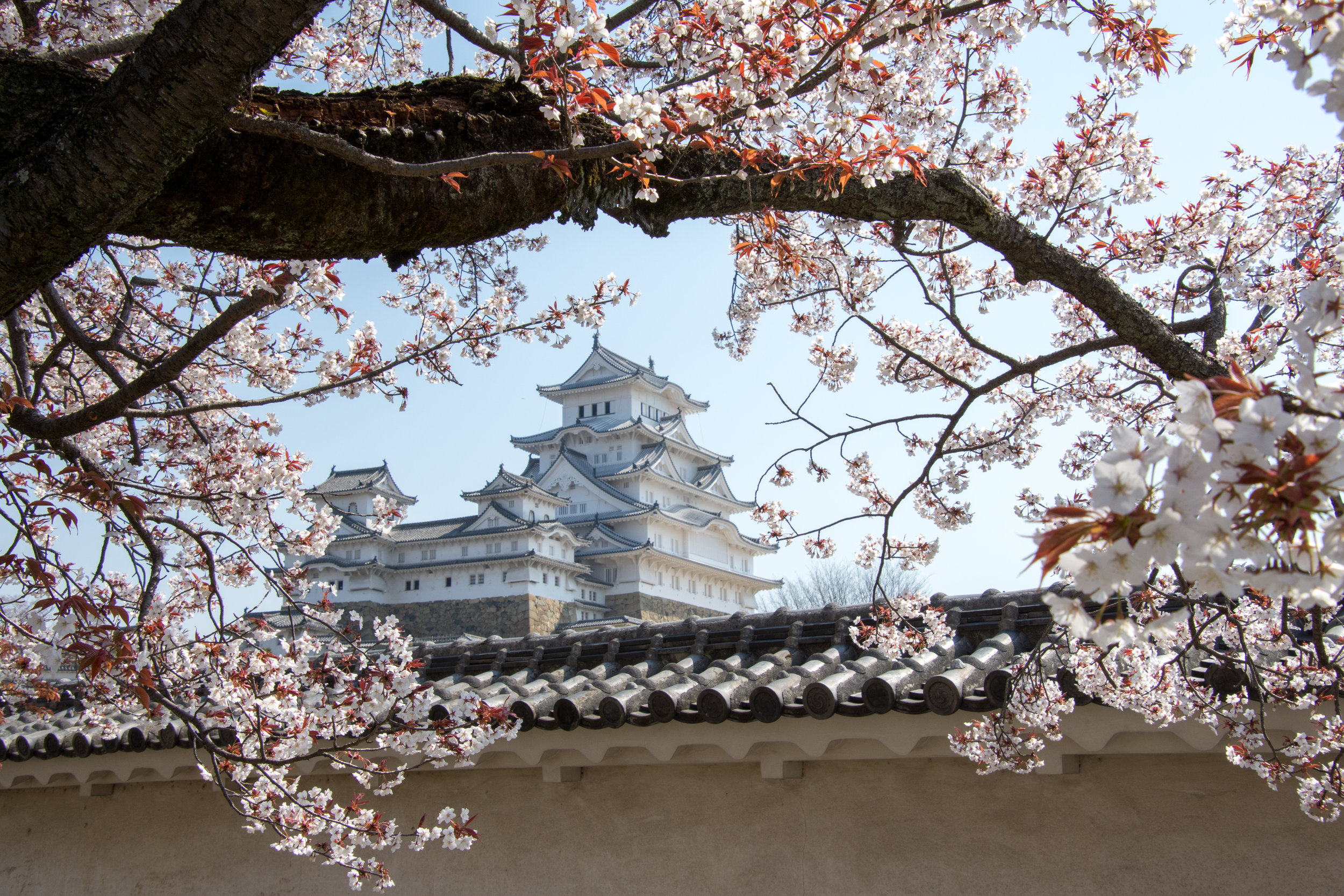 Complete Guide to Japan Adventure Travel Costs 2026: Cherry Blossom Season Budget Breakdown
