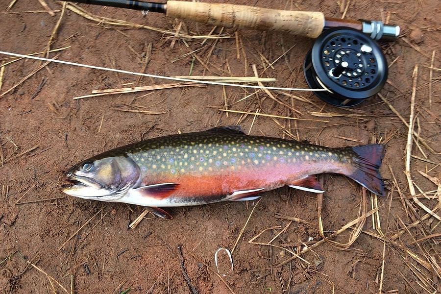 Brook Trout in Lake San Cristobal