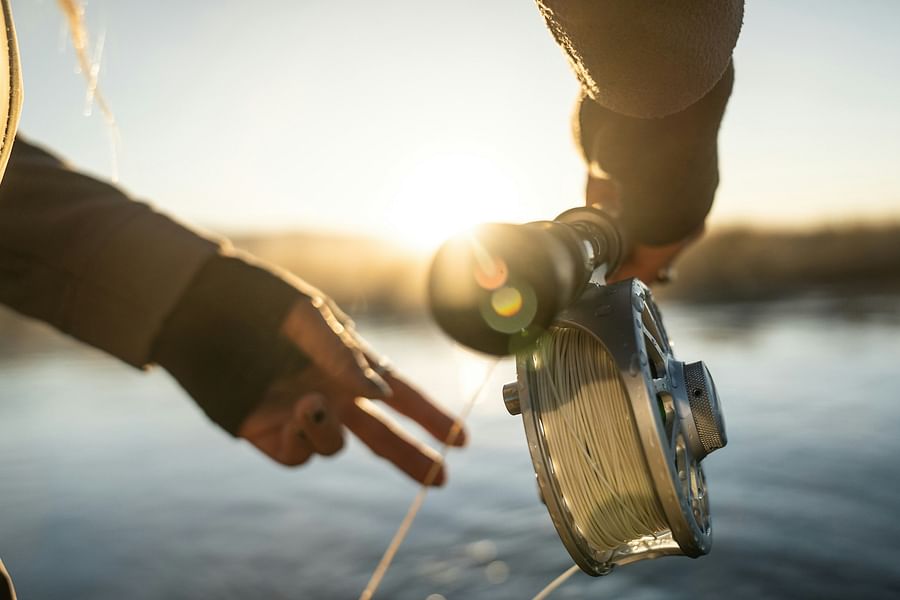 Brown Trout in Lake San Cristobal