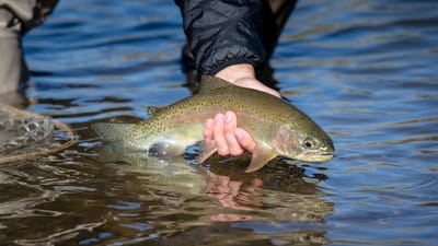 Colorado Fishing Trips: Expenses You Need to Consider Before Casting Your Line