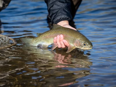 Colorado Fishing Trips: Expenses You Need to Consider Before Casting Your Line