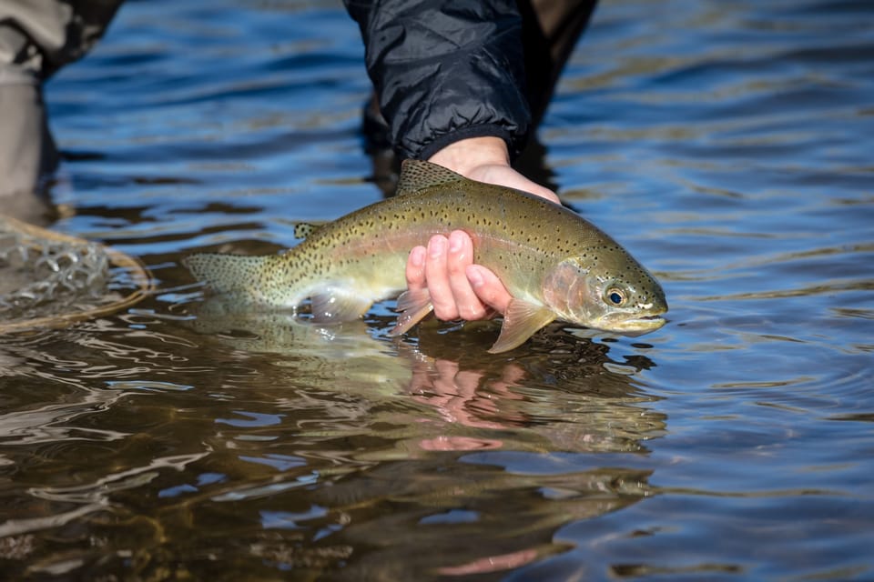 Colorado Fishing Trips: Expenses You Need to Consider Before Casting Your Line